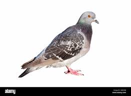 Attēlu rezultāti vaicājumam “Columba livia f. domestica adult”