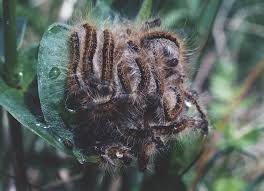 Attēlu rezultāti vaicājumam “Malacosoma castrensis larva”