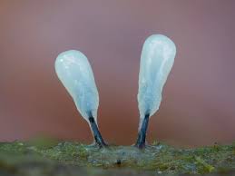 Attēlu rezultāti vaicājumam “Lamproderma nigrescens young”
