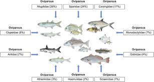 Image result for Pseudomyxus capensis