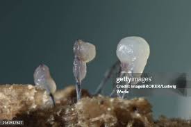 Attēlu rezultāti vaicājumam “Stemonitopsis typhina macro”