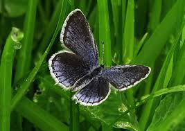 Attēlu rezultāti vaicājumam “Everes argiades female”