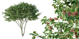 Attēlu rezultāti vaicājumam “Crataegus persimilis”