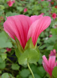 Image result for Lavatera trimestris