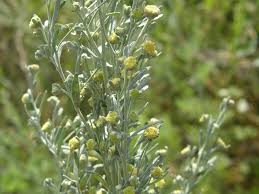 Attēlu rezultāti vaicājumam “Artemisia absinthium flower”