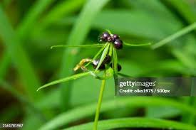 Attēlu rezultāti vaicājumam “Cardamine bulbifera leaf”