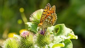 Attēlu rezultāti vaicājumam “Argynnis aglaja”