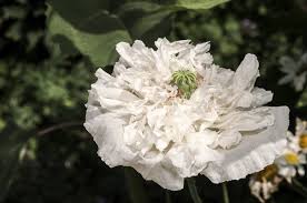 Image result for Papaver somniferum White Cloud