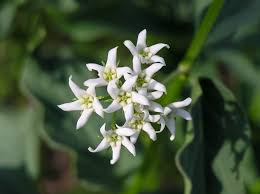 Attēlu rezultāti vaicājumam “Vincetoxicum hirundinaria fruit”