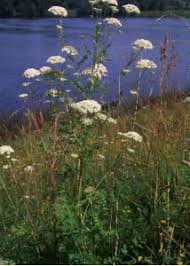 Attēlu rezultāti vaicājumam “Libanotis montana”