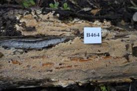 Attēlu rezultāti vaicājumam “Junghuhnia collabens”