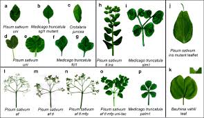 Attēlu rezultāti vaicājumam “Pisum sativum leaf”