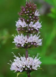 Image result for Mentha piperita