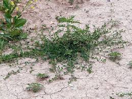 Attēlu rezultāti vaicājumam “Medicago lupulina bud”