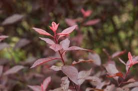 Attēlu rezultāti vaicājumam “Prunus spinosa leaf”