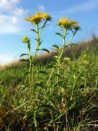 Attēlu rezultāti vaicājumam “Inula britannica”