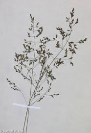 Attēlu rezultāti vaicājumam “Poa palustris leaf”