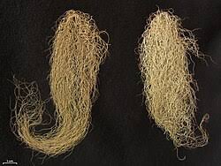 Attēlu rezultāti vaicājumam “Bryoria capillaris”