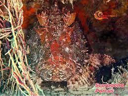Image result for Scorpaena porcus