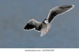 Attēlu rezultāti vaicājumam “Larus minutus adult”