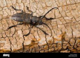 Attēlu rezultāti vaicājumam “Lamia textor”