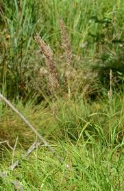 Attēlu rezultāti vaicājumam “Calamagrostis canescens”