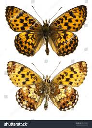 Attēlu rezultāti vaicājumam “Clossiana selene upperside”