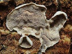 Attēlu rezultāti vaicājumam “Skeletocutis carneogrisea”