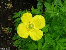 Image result for Meconopsis cambrica