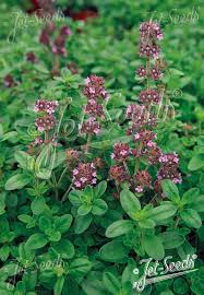 Attēlu rezultāti vaicājumam “Thymus pulegioides fruit”