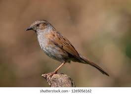 Attēlu rezultāti vaicājumam “Prunella modularis adult”