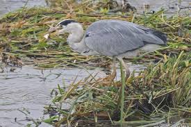Attēlu rezultāti vaicājumam “Ardea cinerea”