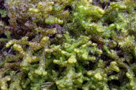 Attēlu rezultāti vaicājumam “Gyroweisia tenuis”