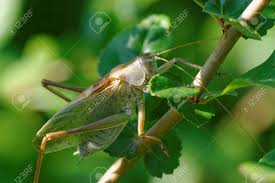 Attēlu rezultāti vaicājumam “Tettigonia cantans”