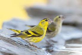 Attēlu rezultāti vaicājumam “Carduelis spinus male”