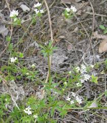 Attēlu rezultāti vaicājumam “Galium uliginosum”