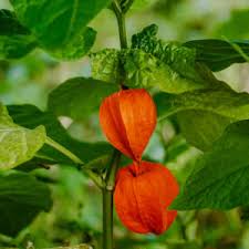 Attēlu rezultāti vaicājumam “Physalis alkekengi flower”