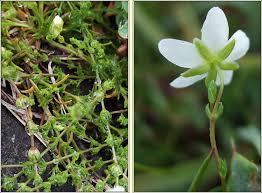 Attēlu rezultāti vaicājumam “Sagina nodosa”