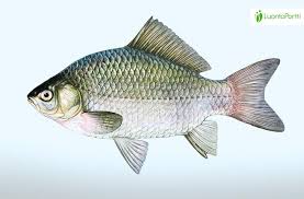 Attēlu rezultāti vaicājumam “Priobium carpini”