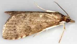 Attēlu rezultāti vaicājumam “Udea prunalis”