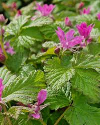 Attēlu rezultāti vaicājumam “Rubus arcticus flower”