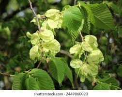 Attēlu rezultāti vaicājumam “Ulmus glabra”