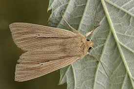 Attēlu rezultāti vaicājumam “Mythimna impura”