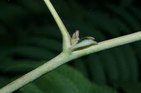 Attēlu rezultāti vaicājumam “Sorbaria sorbifolia bud”