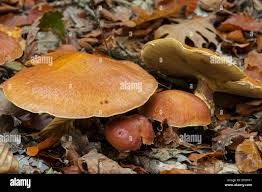 Attēlu rezultāti vaicājumam “Suillus bovinus”