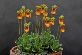 Image result for Calceolaria