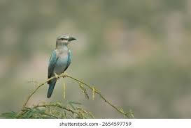 Attēlu rezultāti vaicājumam “Coracias garrulus adult”