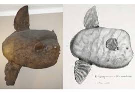 Image result for Mola alexandrini