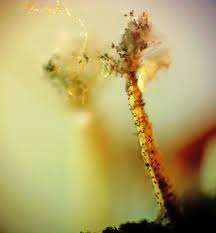 Attēlu rezultāti vaicājumam “Physarum bryocorticola spores”