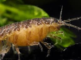 Attēlu rezultāti vaicājumam “Asellus aquaticus”